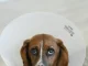Neutering Your Dog: When, Why, How, and Alternatives sad dog wearing a cone that goes with neutering your dog