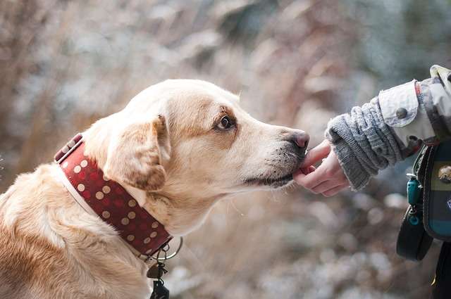 Shy looking dog eating a treat from someone's hand, building canine confidence in himself