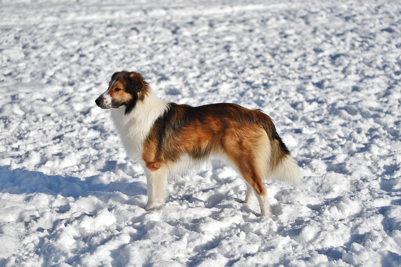 Thanks to shawbawasing for this image of a collie