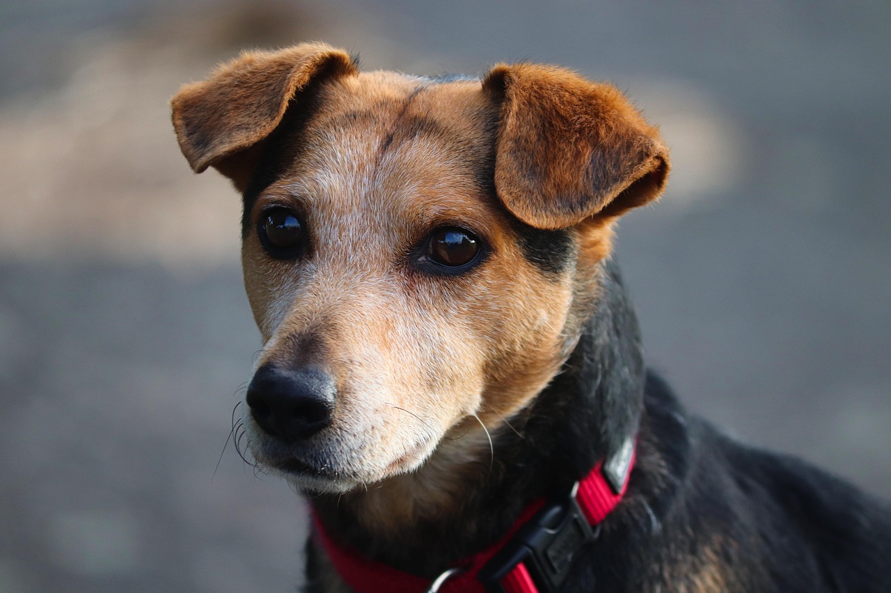 Mixed breed dogs can also be among the best dog breeds for families with kids.