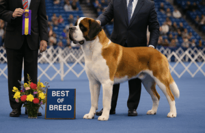 From Couch Potato to Champion: A Beginner’s Guide to Conformation Dog Shows