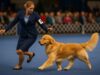 When, Why, and How to Choose a Dog Show Handler Professional dog show handler gaiting a Golden Retriever in a bright conformation ring.
