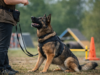 The Cost of Ignoring Instinct: What Happens When Dogs Are Asked to Be Something Else working dog instincts shown through focused training and handler engagement