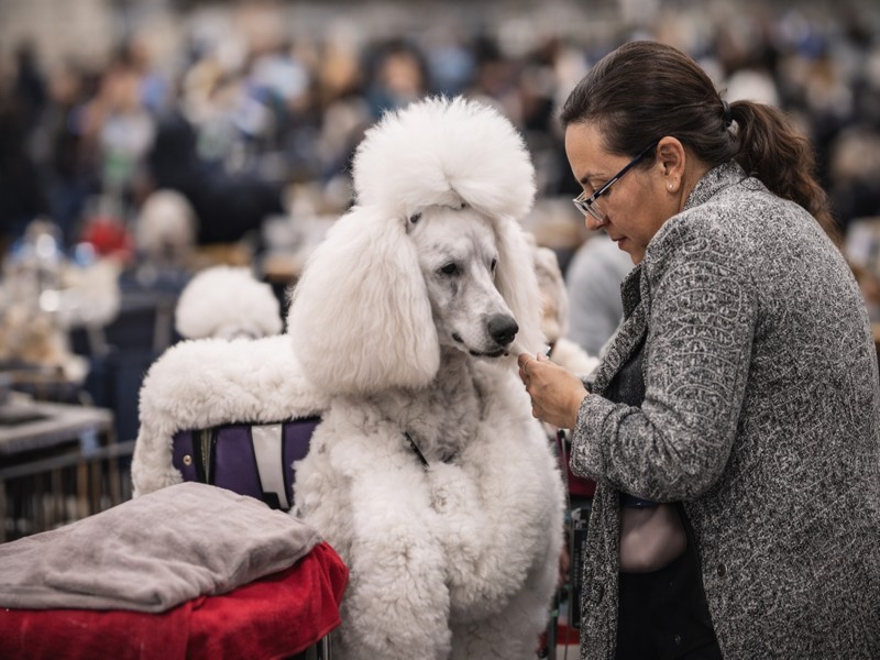 Dog show characters grooming a Standard Poodle before competition