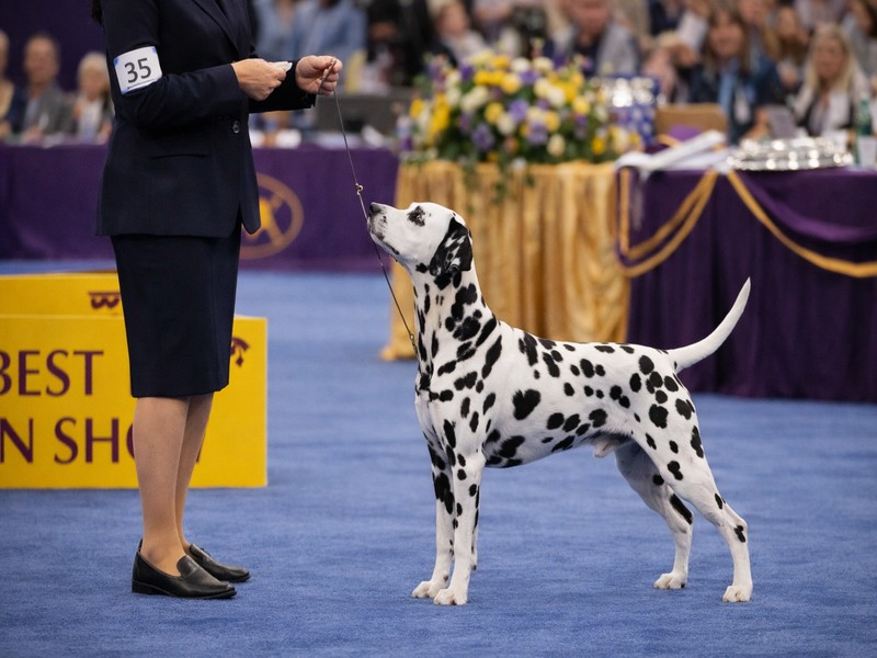 well-bred dog in the show ring being presented at a breed specialty competition