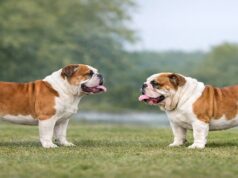 The Hidden Trade-Offs of Breeding for Extremes breeding for extremes in dogs shown through balanced and exaggerated bulldog structure