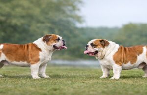 The Hidden Trade-Offs of Breeding for Extremes breeding for extremes in dogs shown through balanced and exaggerated bulldog structure