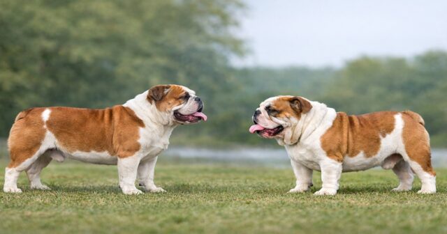 breeding for extremes in dogs shown through balanced and exaggerated bulldog structure