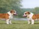 The Hidden Trade-Offs of Breeding for Extremes breeding for extremes in dogs shown through balanced and exaggerated bulldog structure