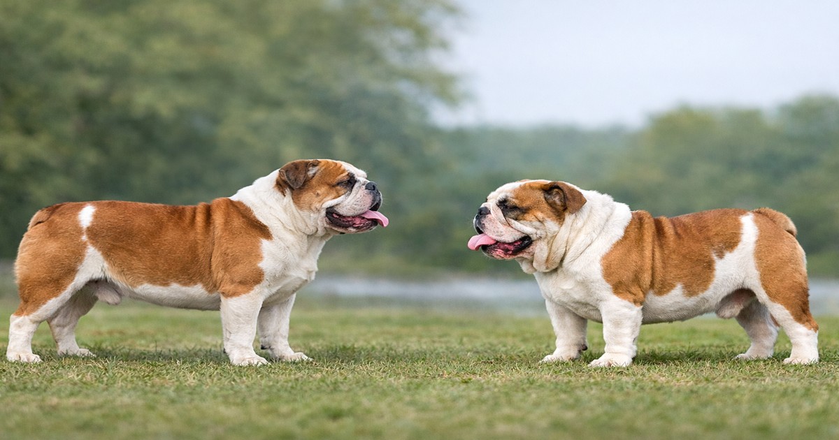 breeding for extremes in dogs shown through balanced and exaggerated bulldog structure