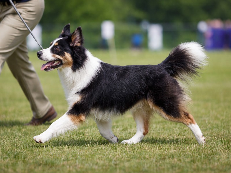 functional movement compared to breeding for extremes in dogs