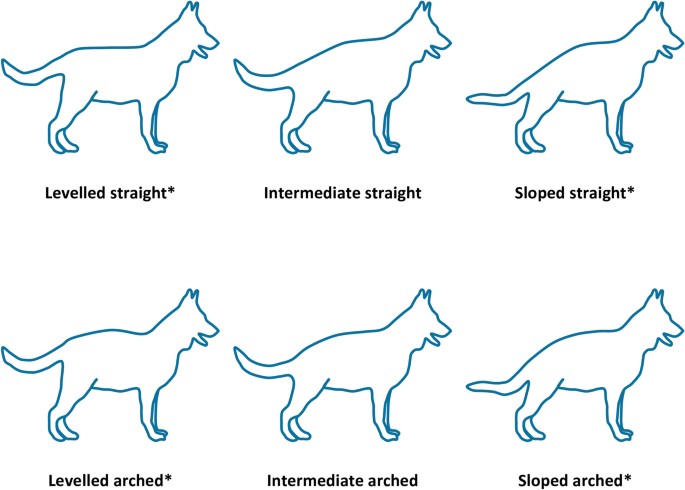 topline stability diagram comparing correct level topline and unstable topline during dog movement.