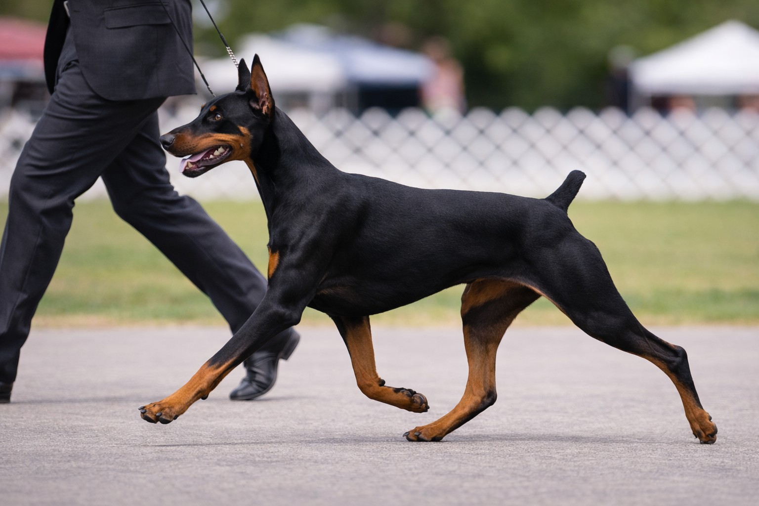 working-breed Doberman demonstrating functional structure and efficient movement in a show ring