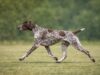 Why Functional Structure Still Matters in Purebred Dogs efficient trotting movement demonstrating functional structure in dogs