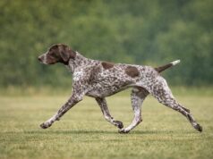Why Functional Structure Still Matters in Purebred Dogs efficient trotting movement demonstrating functional structure in dogs