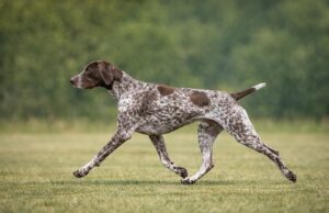 Why Functional Structure Still Matters in Purebred Dogs efficient trotting movement demonstrating functional structure in dogs