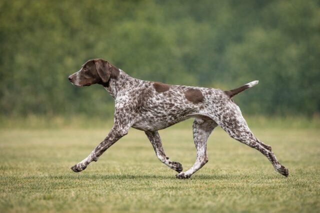 efficient trotting movement demonstrating functional structure in dogs