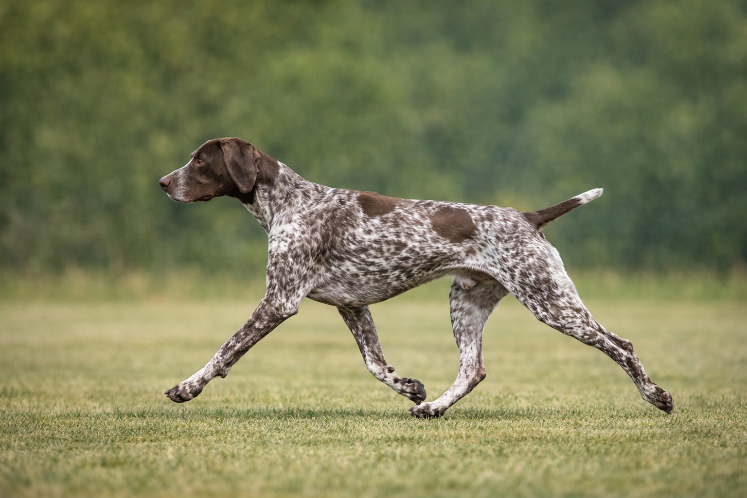 functional structure in dogs demonstrated in action