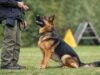 Drive, Nerve, and Stability: Understanding Working Dog Traits
