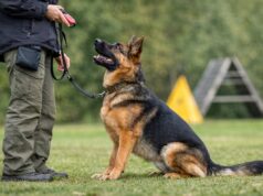 Drive, Nerve, and Stability: Understanding Working Dog Traits