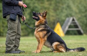 Drive, Nerve, and Stability: Understanding Working Dog Traits