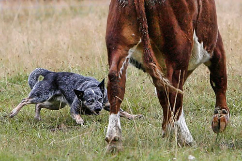 Blue Heeler controlling cattle movement during ranch work