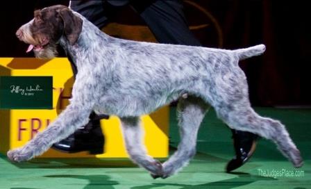 dog movement in the show ring demonstrating balanced reach and drive while trotting beside handler