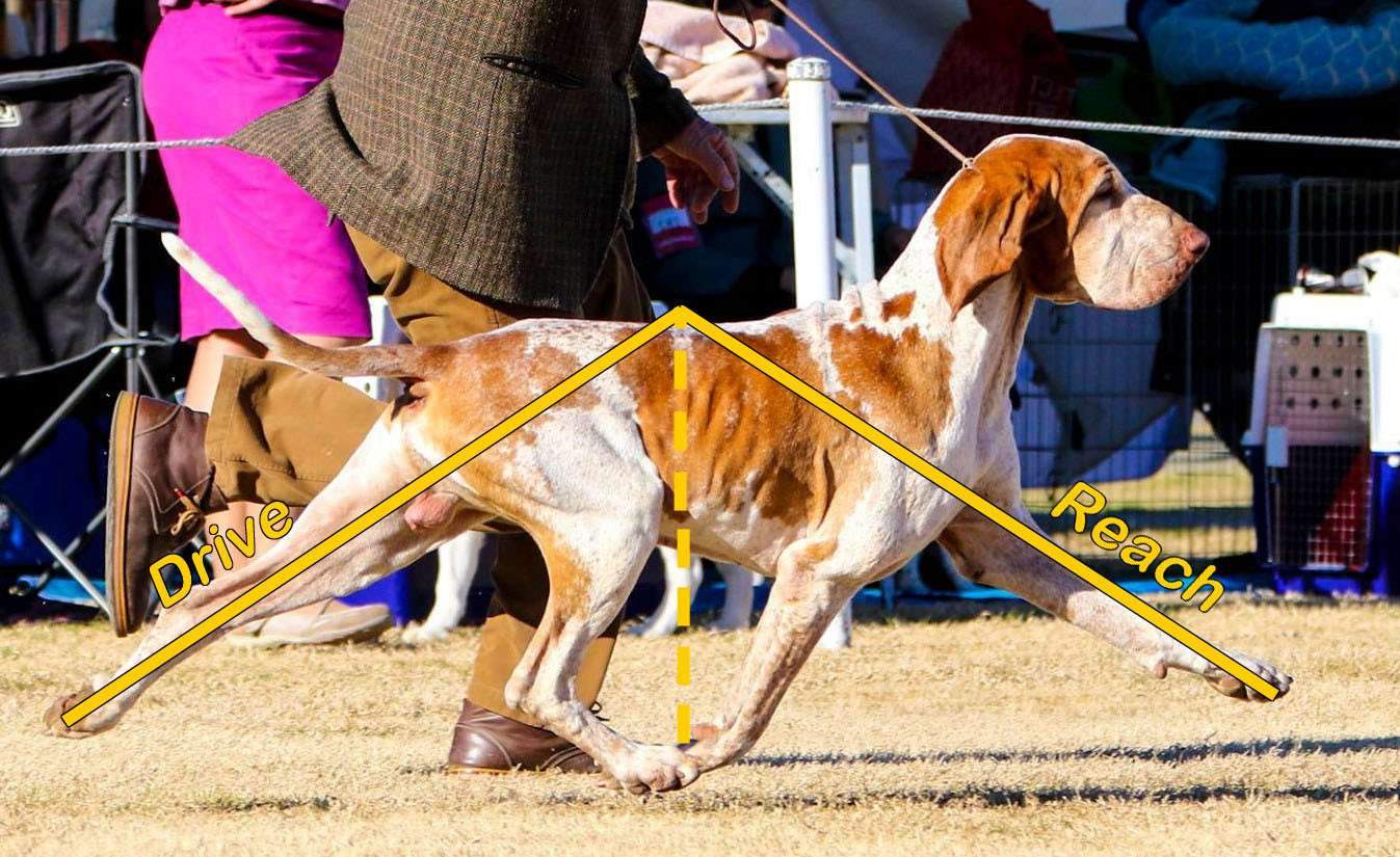 topline stability visible during dog movement in the show ring while trotting beside handler.