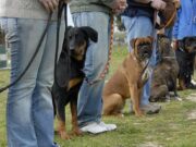 How to Evaluate Dog Temperament: A Practical Guide for Owners and Breeders dog temperament evaluation with handler observing calm behavior