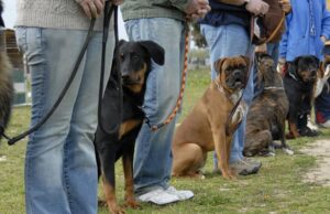How to Evaluate Dog Temperament: A Practical Guide for Owners and Breeders dog temperament evaluation with handler observing calm behavior