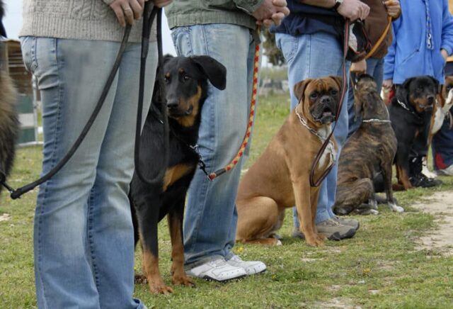 dog temperament evaluation with handler observing calm behavior