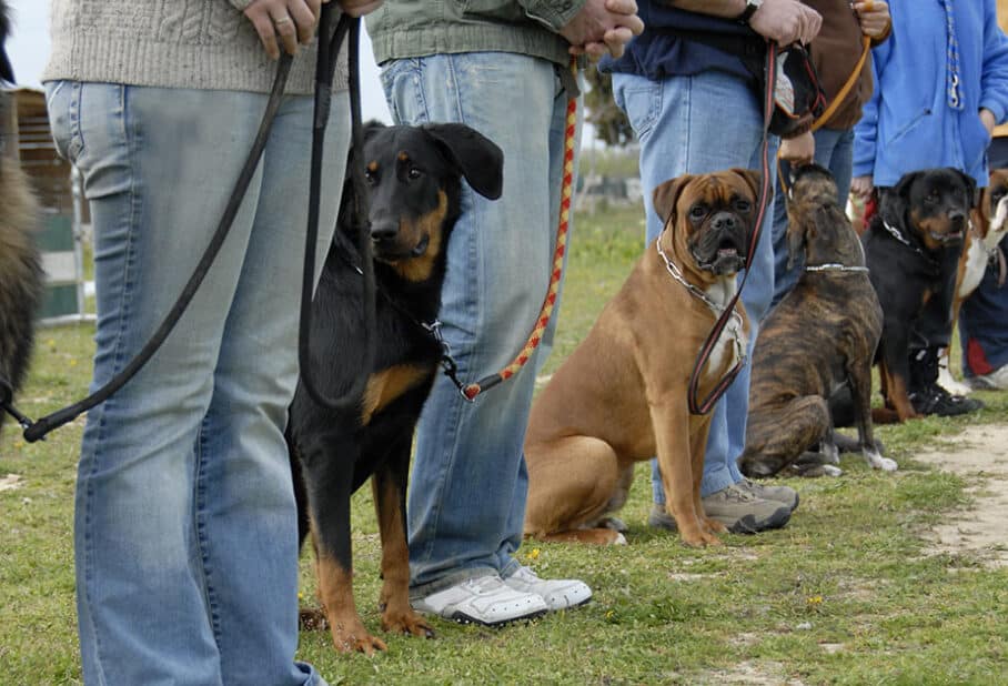 dog temperament evaluation with handler observing calm behavior