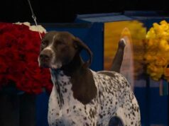 Dog Movement in the Show Ring: What Judges Look for First