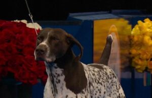 Dog Movement in the Show Ring: What Judges Look for First