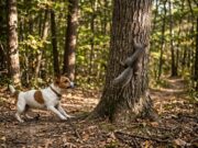 Impulse Control in Dogs: The Key to Controlled and Predictable Behavior
