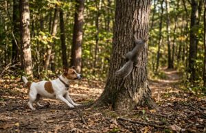 Impulse Control in Dogs: The Key to Controlled and Predictable Behavior