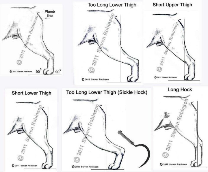 rear angulation diagram illustrating balanced rear assembly compared with excessive rear angulation in dogs.
