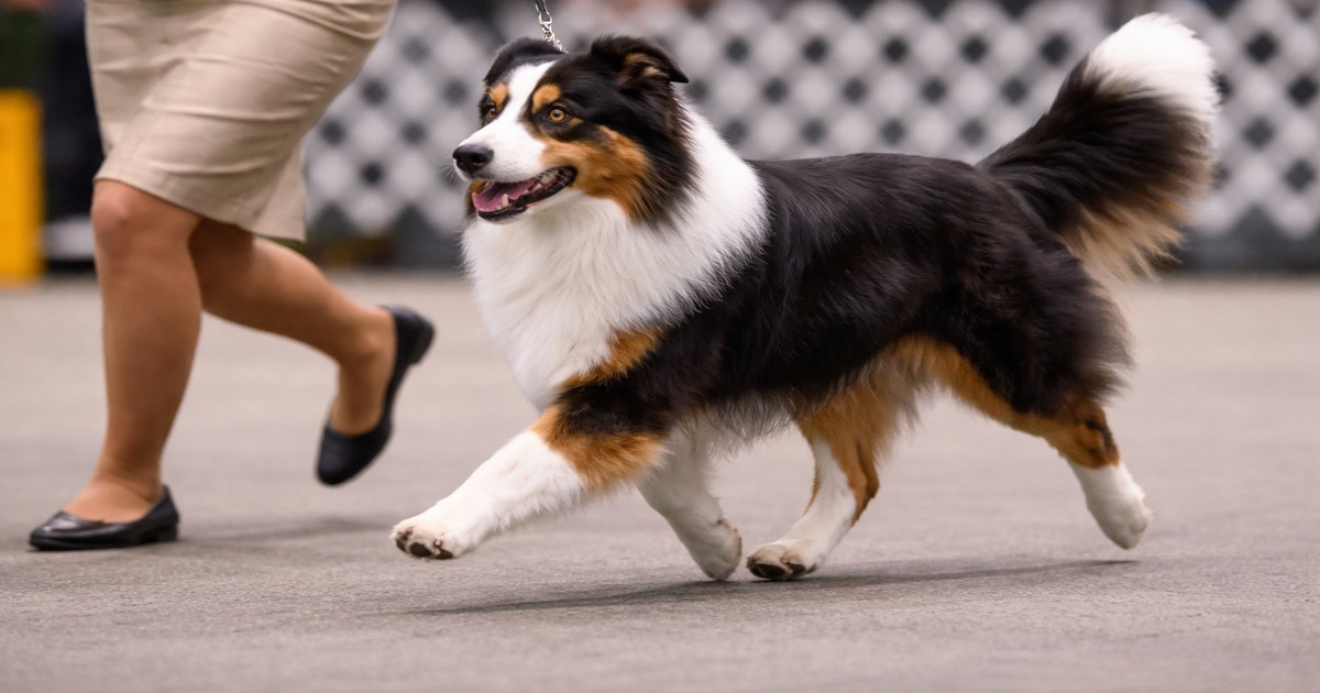 dog show flash demonstrated through animated movement in a conformation ring