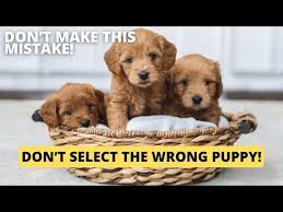 learn how to evaluate dog temperament before choosing a puppy