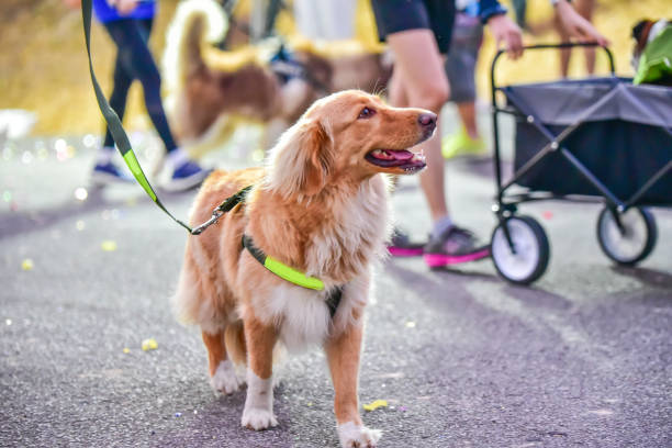 calm dog temperament displayed by dog in a crowd