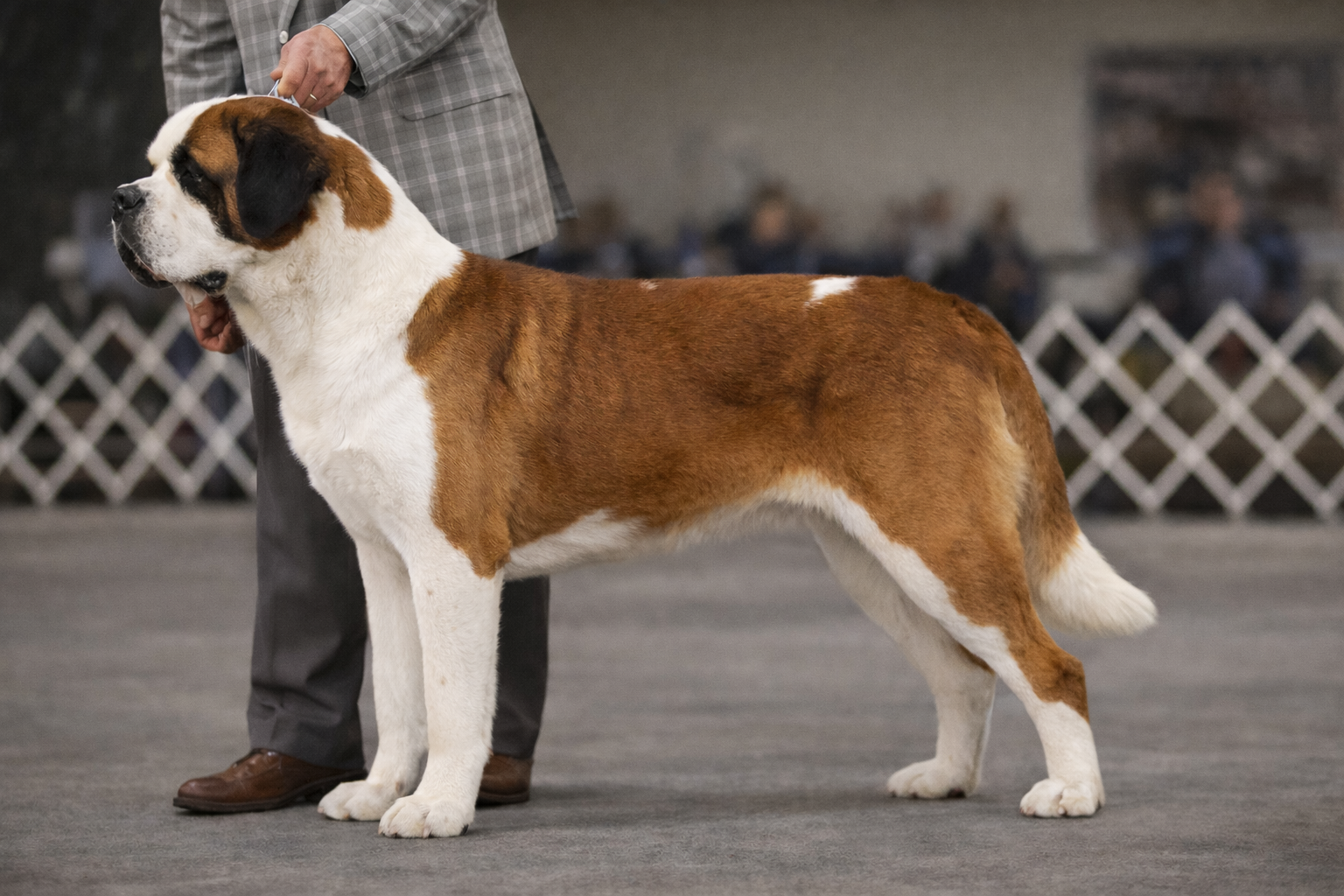 saint bernard show dog standing in profile demonstrating balanced structure and strong breed type in the conformation ring