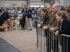 Why Dog Show People Always Know Who’s Going to Win (Even When They Pretend They Don’t)