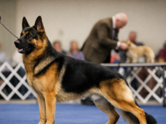 The Dog Show Look: Why Some Dogs Catch the Judge’s Eye Instantly well-balanced show dog standing confidently in the ring with ideal proportions and strong breed type
