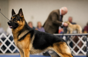 The Dog Show Look: Why Some Dogs Catch the Judge’s Eye Instantly well-balanced show dog standing confidently in the ring with ideal proportions and strong breed type