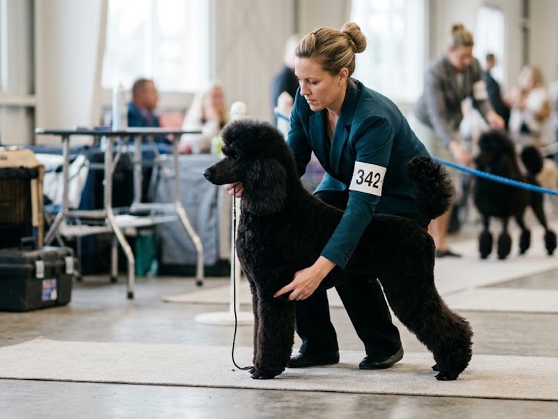dog show handler stacking a standard poodle preparing for judging presentation