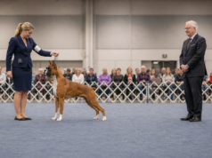 Why Breed Type Matters More Than Perfection in Dog Shows Breed type in dogs shown by a Boxer standing alert in a conformation ring while a judge evaluates breed character