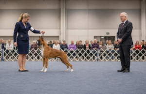 Why Breed Type Matters More Than Perfection in Dog Shows Breed type in dogs shown by a Boxer standing alert in a conformation ring while a judge evaluates breed character
