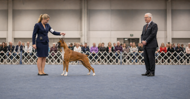 Breed type in dogs shown by a Boxer standing alert in a conformation ring while a judge evaluates breed character