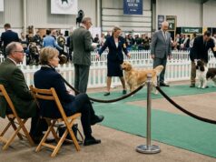 The Quiet Ringside Experts: Why Some Dog Show People See More Than They Say Dog show experts watching quietly from ringside as handlers present dogs in a conformation ring