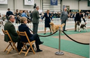 The Quiet Ringside Experts: Why Some Dog Show People See More Than They Say Dog show experts watching quietly from ringside as handlers present dogs in a conformation ring